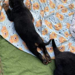 German Shepherd, Pembroke Welsh Corgi, and Rottweiler Puppies from Blitzenhaus Working Dogs