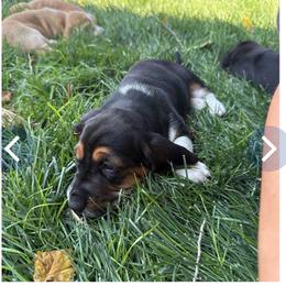 Girl 5 - Black brown and white female Basset Hound puppy in Panhandle, Texas from TNT Bassets