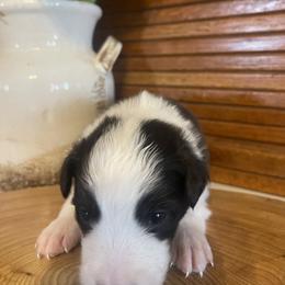 Grayson - Black and white male Border Collie puppy in Lakeview, Michigan from Haven Creek Farm