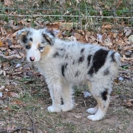Nova - Blue merle female Australian Shepherd puppy in Clinton, Missouri from RockyTop Hearts