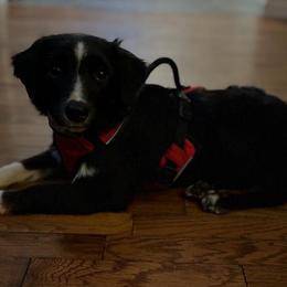 Maverick - Black tri male Miniature Australian Shepherd puppy in Alabama from SBA Aussies