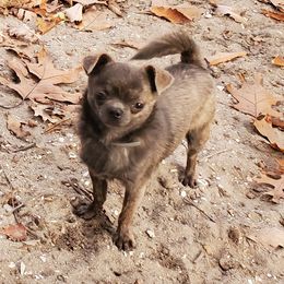 Rocky - Chihuahua
