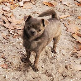 Rocky - Chihuahua