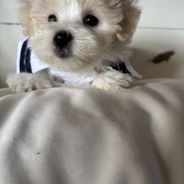 Elsa - White female Coton de Tulear puppy in Freeport, Texas from H❤️PE COTONS
