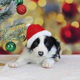 Zebra Cake - Black and white male Border Collie puppy in Franklin, Maine from Broad Meadow Borders