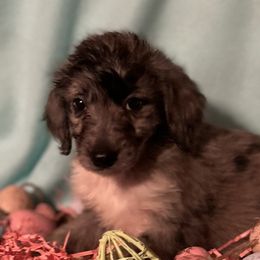 Aussiedoodles and Australian Shepherds from Windsor Aussies