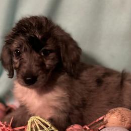 Aussiedoodles and Australian Shepherds from Windsor Aussies