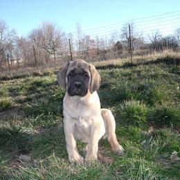 Mastiff Puppies from Hug-A-Mug Mastiffs