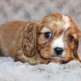 Will - Ruby male Cavalier King Charles Spaniel puppy in Fredericksburg, Ohio from Timshell Farm Specialty Crossbreed Puppies