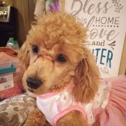 Poodles from Carr's Candy Poodles