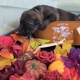 Grey collar - Sable female German Shepherd puppy in Wahoo, Nebraska from Von Solidago