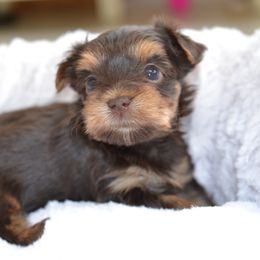 Rosie - Chocolate and tan female Yorkshire Terrier puppy in Ballston Spa, New York from pupstatenewyorkies