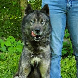 Bravo - Siberian Husky