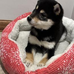 Sienna - Black and tan female Shiba Inu puppy in Winthrop, Minnesota from Kayobi Shibas