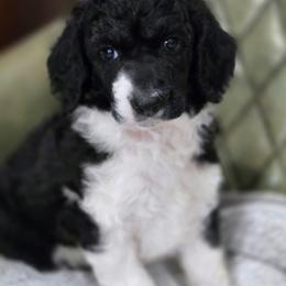 Shire - Parti male Poodle puppy in Conroe, Texas from Pear house farm