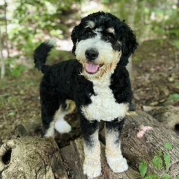 Willa - Bernedoodle