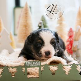 Cereal - Black tri male Toy Australian Shepherd puppy in Charlestown, Indiana from Hydden Aussies