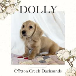Girl 4 - female Dachshund puppy in Jenks, Oklahoma from Cotton Creek Dachshunds