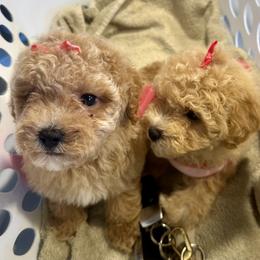 Goldendoodle, Maltipoo, and Poodle Puppies from Pawriffic Pups