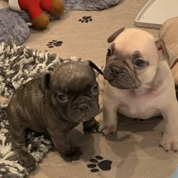 French Bulldog Puppies from Ka’iliwai Frenchie Collective