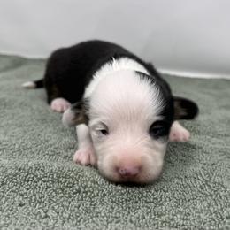 Elsa - Black and tan female Pembroke Welsh Corgi puppy in Waco, Texas from The Comma Corgis
