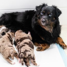 Toy Australian Shepherd Puppies from Tater Tails Toy Aussies