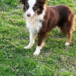 Bellatrix - Toy Australian Shepherd