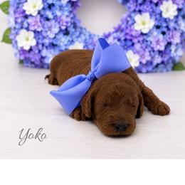 Yoko - Red  female Goldendoodle puppy in State Road, North Carolina from Must Love Doodles