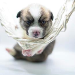 Mushu - Fawn male Pembroke Welsh Corgi puppy in Vacaville, California from Hope_4thebay_Corgis