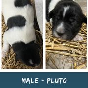 Male 3 - Pluto - White Karakachan puppy in Marengo, Ohio from Jennings Farm