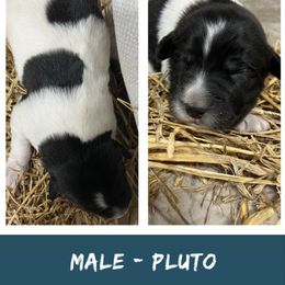 Male 3 - Pluto - White Karakachan puppy in Marengo, Ohio from Jennings Farm