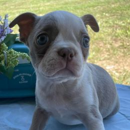Boston Terriers from Brenda's Boston Babies