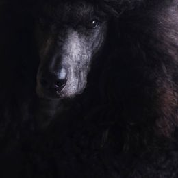 Poodle All Grown Up from Deaux Rey Standard Poodles
