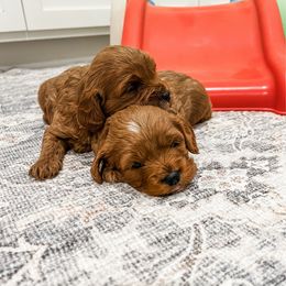 Belinda - Red female Cavapoo puppy in Beresford, South Dakota from DAKOTA DOOD RANCH
