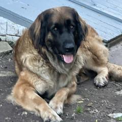 Leonberger puppies from Leonberger Puppies at Harris Acres
