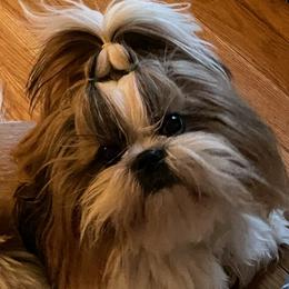 Manley - Shih Tzu