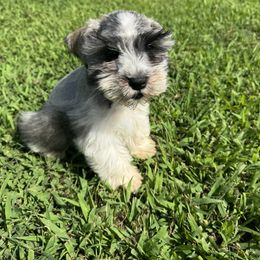 Samuel - Parti male Miniature Schnauzer puppy in The Rock, Georgia from Southern Paw Schnauzers