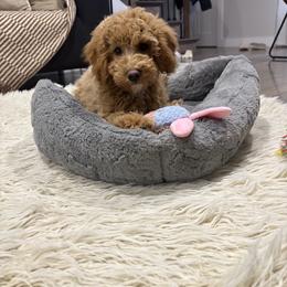 JACK - male Cavapoochon puppy in Fredericksburg, Ohio from Timshell Farm Specialty Crossbreed Puppies