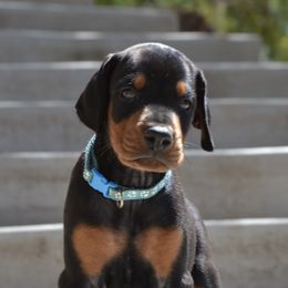 Doberman Pinscher Puppies from Obsidian Kennels