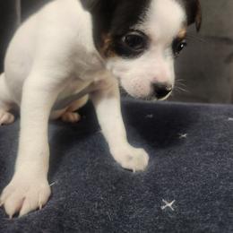 Daisy - Tri-colored female Parson Russell Terrier puppy in Apple Valley, California from Jumping Jack's Russell Terriers