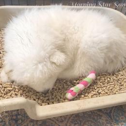 Samoyed Puppies from Morning Star Samoyeds