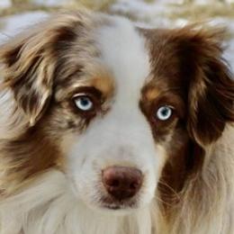Barley - Miniature Australian Shepherd