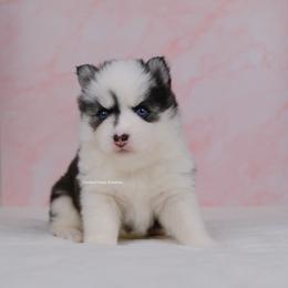 Grace - Black and white female Pomsky puppy in Loxahatchee, Florida from Cardinal Point Pomskies