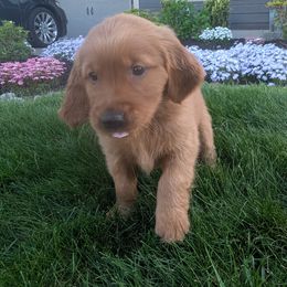 Cedar (Black Collar) - Dark golden Golden Retriever puppy in Buckley, Washington from Chrysus Spirit Goldens