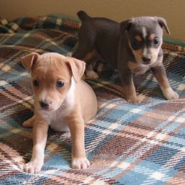 Rat Terrier Puppies from Dynamite Rat Terriers