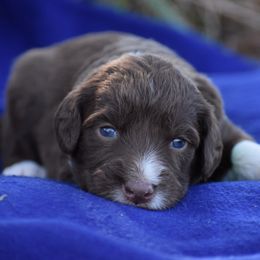 Aussiedoodle puppies from RHB Farms