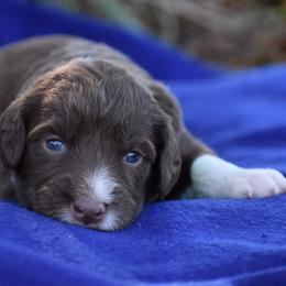 Aussiedoodle puppies from RHB Farms