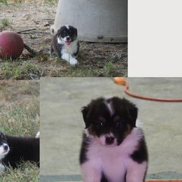Dottie - Black tri-color female Australian Shepherd puppy in Cape Girardeau, Missouri from Promise Keeper Kennel