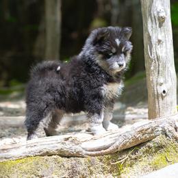 Pomsky Puppies from New World Pomskies