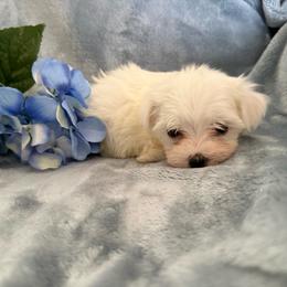 Milo - White male Maltese puppy in Asheville, North Carolina from TCBs Glowing Maltese